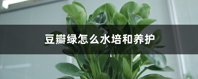 豆瓣绿怎么水培和养护 豆瓣绿怎么水培和养护