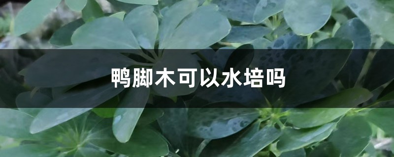 鸭脚木可以水培吗 鸭脚木可以水培吗
