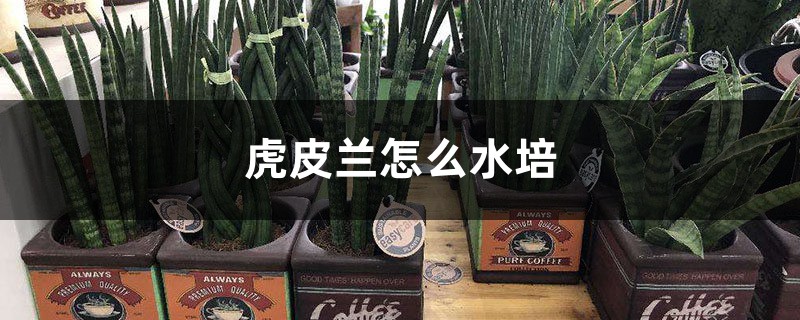 虎皮兰怎么水培 虎皮兰怎么水培