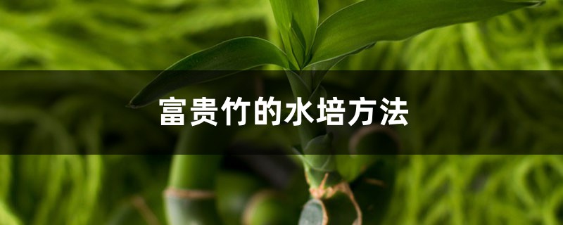 富贵竹的水培方法 富贵竹的水培方法