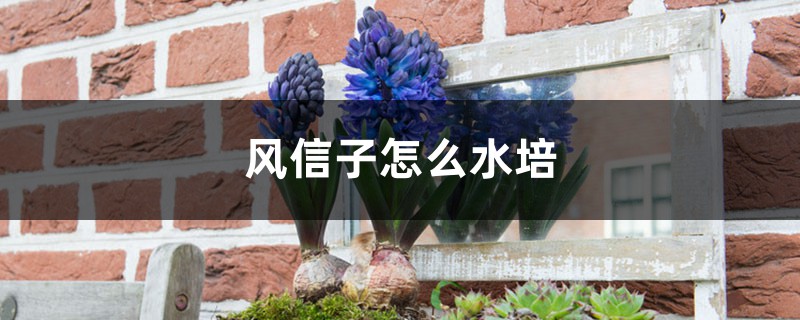 风信子怎么水培 风信子怎么水培