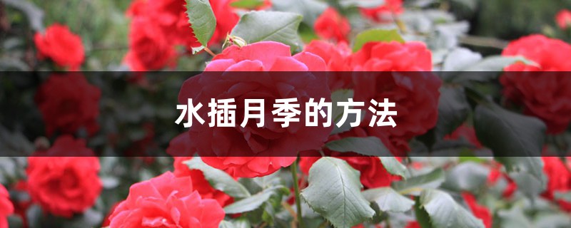 水插月季的方法 水插月季的方法