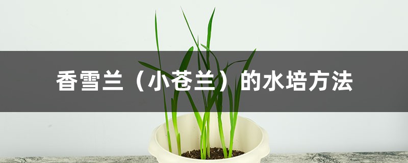 香雪兰(小苍兰)的水培方法 香雪兰(小苍兰)的水培方法
