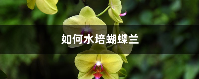 如何水培蝴蝶兰 如何水培蝴蝶兰