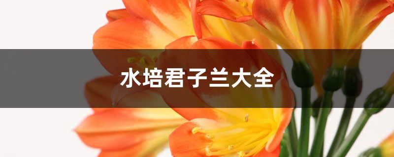 水培君子兰大全 水培君子兰大全