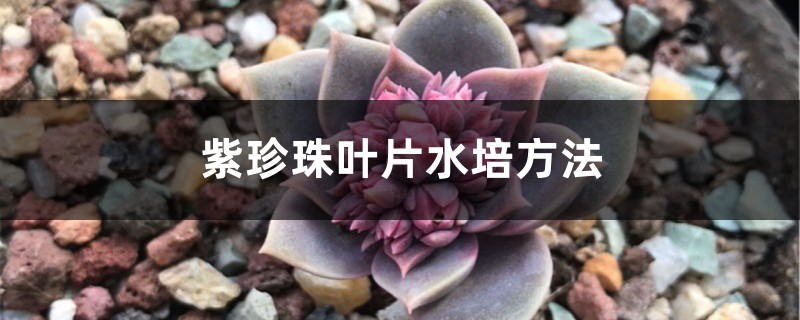 紫珍珠叶片水培方法 紫珍珠叶片水培方法