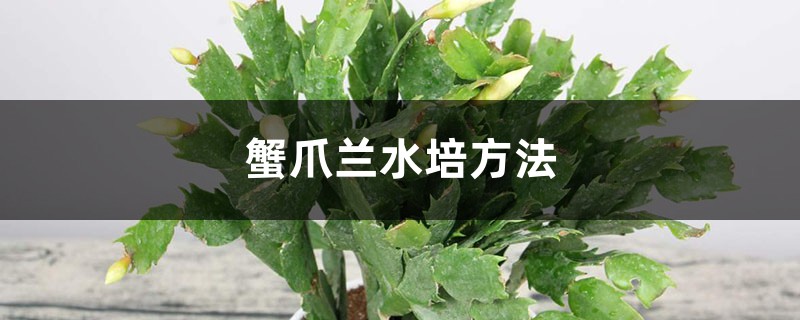 蟹爪兰水培方法 蟹爪兰水培方法