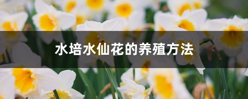 水培水仙花的养殖方法