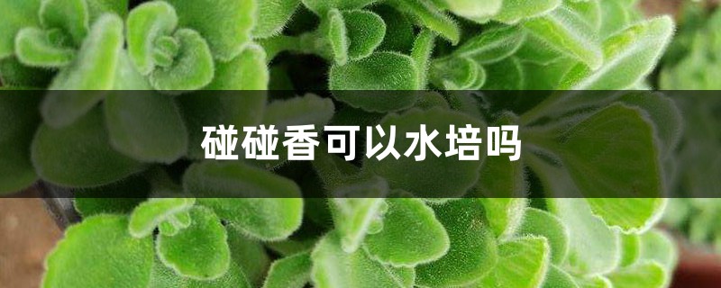 碰碰香可以水培吗