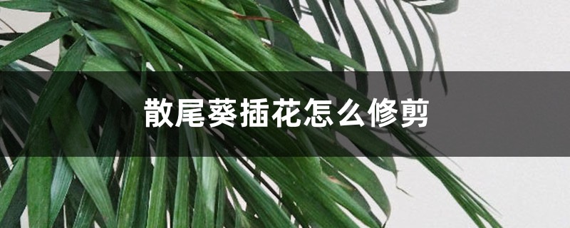 散尾葵怎么用于插花,插花怎么修剪 散尾葵怎么用于插花,插花怎么修剪