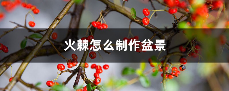 火棘怎么制作盆景 火棘怎么制作盆景