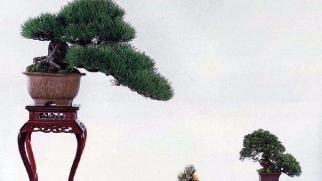 黑松盆景的养护方法 黑松盆景的养护方法