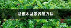 胡椒木盆景养殖方法