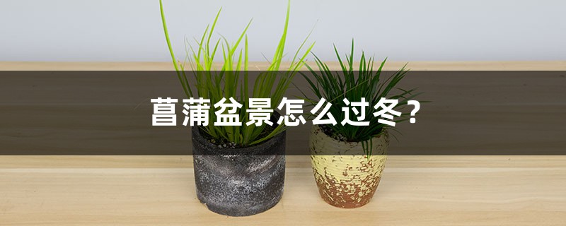菖蒲盆景怎么过冬? 菖蒲盆景怎么过冬?