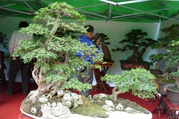 树桩盆景用什么土最好 树桩盆景用什么土最好