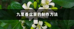 九里香盆景的制作方法