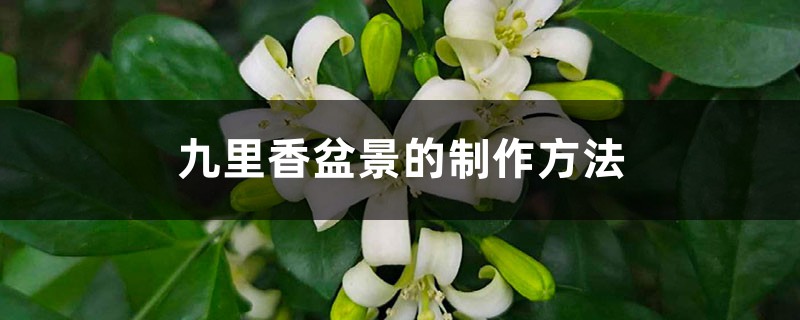 九里香盆景的制作方法 九里香盆景的制作方法