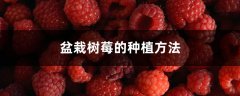 盆栽树莓的种植方法