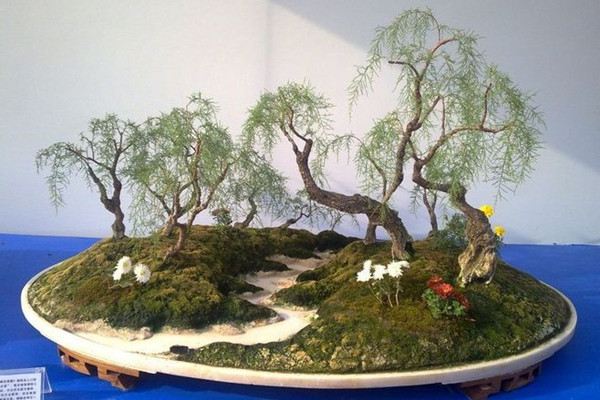 垂柳式柽柳盆景的制作