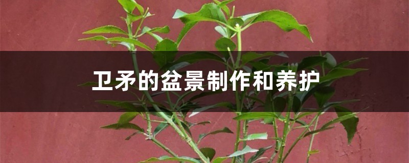 卫矛的盆景制作和养护