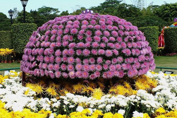 大立菊盆景制作方法 大立菊盆景制作方法