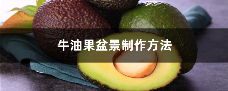 牛油果盆景制作方法 牛油果盆景制作方法