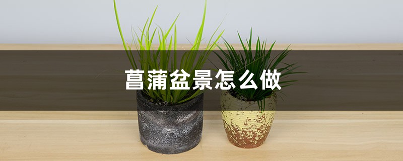 菖蒲盆景怎么做 菖蒲盆景怎么做