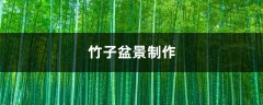 竹子盆景制作
