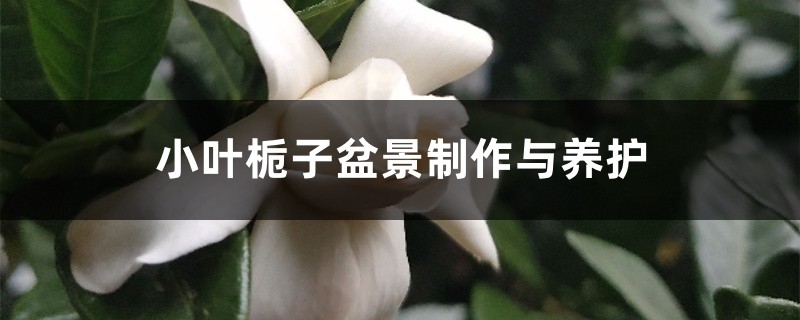 小叶栀子盆景制作与养护