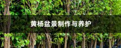 黄杨盆景制作与养护