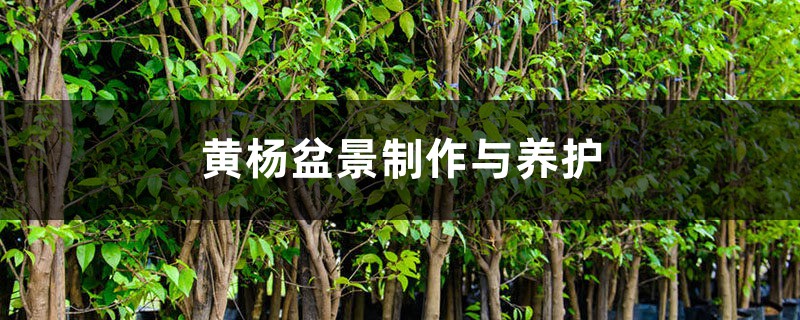 黄杨盆景制作与养护 黄杨盆景制作与养护