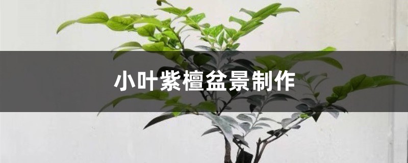 小叶紫檀盆景制作 小叶紫檀盆景制作