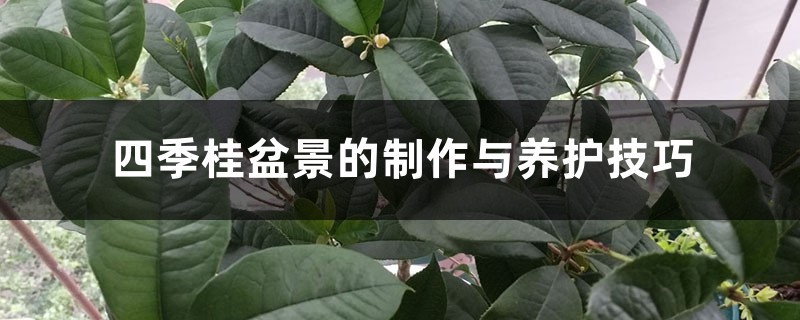 四季桂盆景的制作与养护技巧