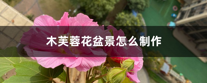 木芙蓉花盆景怎么制作 木芙蓉花盆景怎么制作