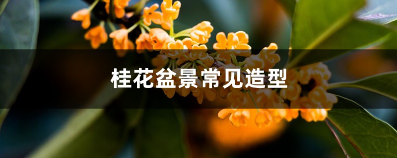 桂花盆景常见造型