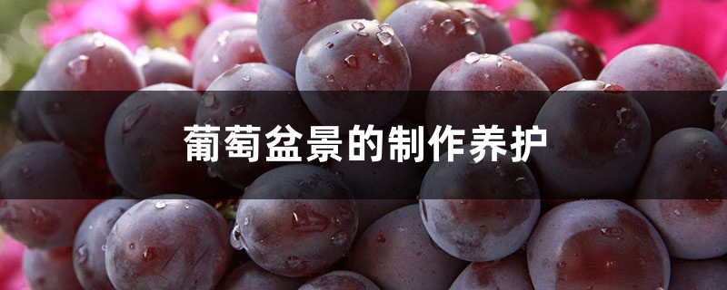 葡萄盆景的制作养护 葡萄盆景的制作养护
