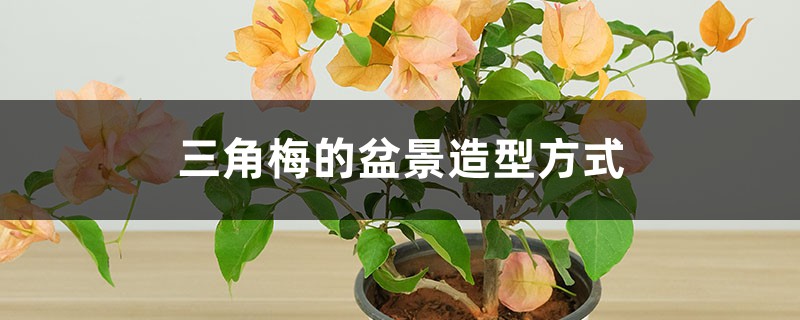 三角梅的盆景造型方式 三角梅的盆景造型方式