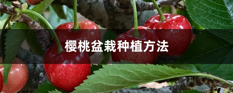 樱桃盆栽种植方法 樱桃盆栽种植方法