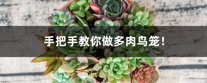 手把手教你做多肉鸟笼! 手把手教你做多肉鸟笼!