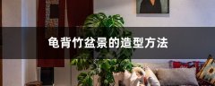 龟背竹盆景的造型方法