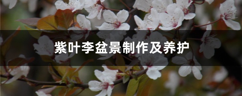 紫叶李盆景制作及养护