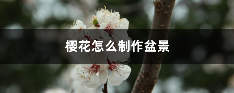 樱花怎么制作盆景 樱花怎么制作盆景