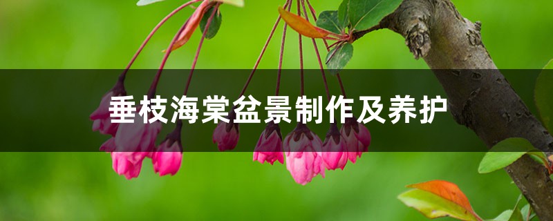 垂枝海棠盆景制作及养护