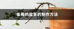 雀梅的盆景的制作方法