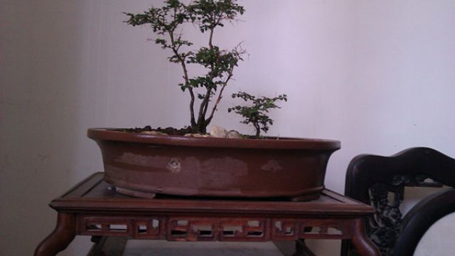 虎刺盆景的制作方法 虎刺盆景的制作方法