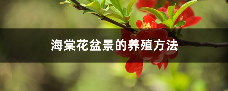 海棠花盆景的养殖方法 海棠花盆景的养殖方法