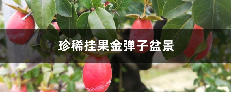 珍稀挂果金弹子盆景 珍稀挂果金弹子盆景