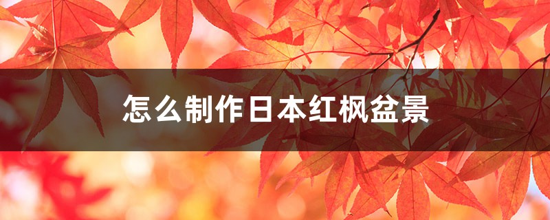 怎么制作日本红枫盆景 怎么制作日本红枫盆景