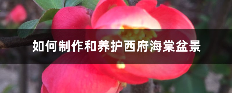 如何制作和养护西府海棠盆景