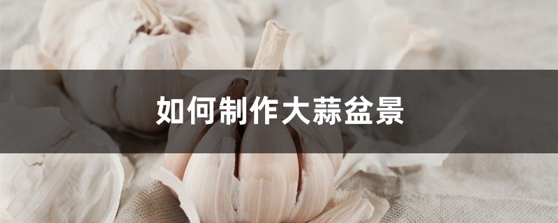 如何制作大蒜盆景 如何制作大蒜盆景